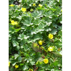 Potentilla neumanniana - Fingerkraut, 50 Pflanzen im 5/6 cm Topf