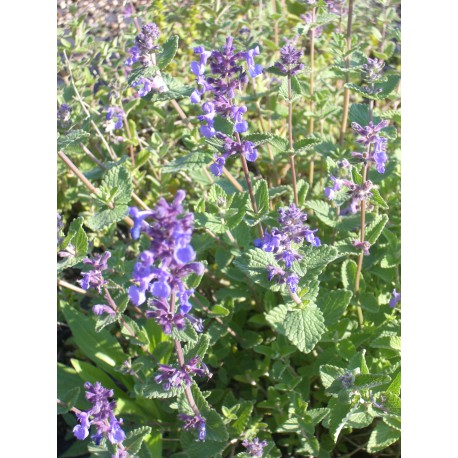 Nepeta x faassenii - Katzenminze, 50 Pflanzen im 5/6 cm Topf