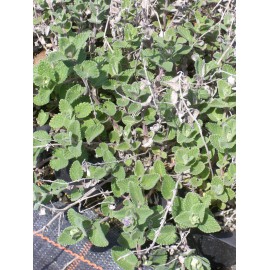 Nepeta x faassenii - Katzenminze, 50 Pflanzen im 5/6 cm Topf