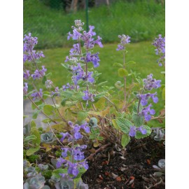 Nepeta x faassenii - Katzenminze, 50 Pflanzen im 5/6 cm Topf