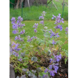 Nepeta x faassenii - Katzenminze, 50 Pflanzen im 5/6 cm Topf