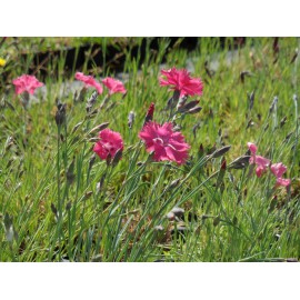 Dianthus gratianopolitanus Grandiflorus - Pfingstnelke, 50 Pflanzen im 5/6 cm Topf