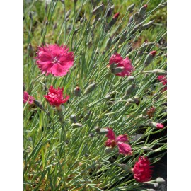 Dianthus gratianopolitanus Grandiflorus - Pfingstnelke, 50 Pflanzen im 5/6 cm Topf