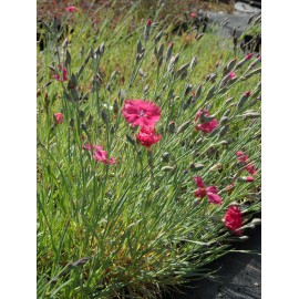 Dianthus gratianopolitanus Grandiflorus - Pfingstnelke, 50 Pflanzen im 5/6 cm Topf