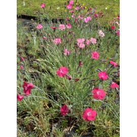 Dianthus gratianopolitanus Grandiflorus - Pfingstnelke, 50 Pflanzen im 5/6 cm Topf