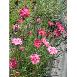 Dianthus gratianopolitanus Grandiflorus - Pfingstnelke, 50 Pflanzen im 5/6 cm Topf