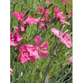 Dianthus gratianopolitanus Grandiflorus - Pfingstnelke, 50 Pflanzen im 5/6 cm Topf