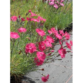 Dianthus gratianopolitanus Grandiflorus - Pfingstnelke, 50 Pflanzen im 5/6 cm Topf