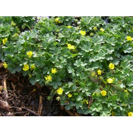 Potentilla neumanniana - Fingerkraut, 50 Pflanzen im 5/6 cm Topf