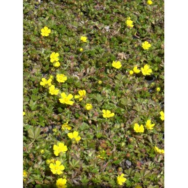 Potentilla neumanniana - Fingerkraut, 50 Pflanzen im 5/6 cm Topf