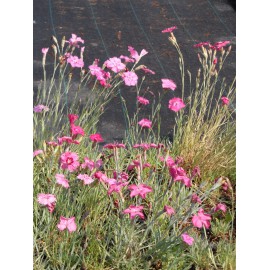 Dianthus plumarius Mix - Federnelke, 50 Pflanzen im 5/6 cm Topf