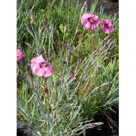 Dianthus plumarius Mix - Federnelke, 50 Pflanzen im 5/6 cm Topf