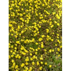 Potentilla neumanniana - Fingerkraut, 50 Pflanzen im 5/6 cm Topf