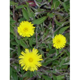 Hieracium pilosella - Mausohrhabichtskraut, 50 Pflanzen im 5/6 cm Topf