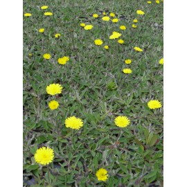 Hieracium pilosella - Mausohrhabichtskraut, 50 Pflanzen im 5/6 cm Topf