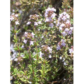 Thymus vulgaris - Gewürz-Thymian, 50 Pflanzen im 5/6 cm Topf