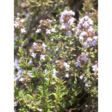 Thymus vulgaris - Gewürz-Thymian, 50 Pflanzen im 5/6 cm Topf Thymus vulgaris - Gewürz-Thymian, 50 Pflanzen im 5/6 cm Topf
