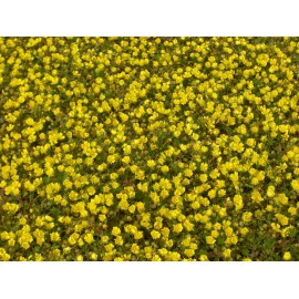 Potentilla neumanniana - Fingerkraut, 50 Pflanzen im 5/6 cm Topf