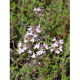 Thymus vulgaris - Gewürz-Thymian, 50 Pflanzen im 5/6 cm Topf