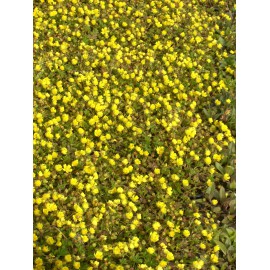 Potentilla neumanniana - Fingerkraut, 50 Pflanzen im 5/6 cm Topf