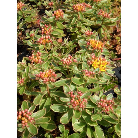 Sedum kamtschaticum Variegatum, 6 Pflanzen im 5/6 cm Topf