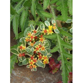 Sedum kamtschaticum Variegatum, 6 Pflanzen im 5/6 cm Topf
