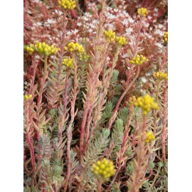 Sedum reflexum, 6 Pflanzen im 5/6 cm Topf