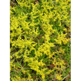 Sedum sexangulare, 6 Pflanzen im 5/6 cm Topf