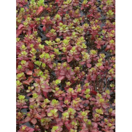 Sedum spurium Purpurteppich, 6 Pflanzen im 5/6 cm Topf