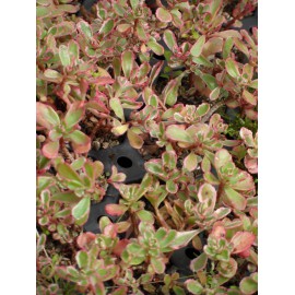 Sedum spurium Tricolor, 6 Pflanzen im 5/6 cm Topf