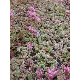 Sedum spurium Tricolor, 6 Pflanzen im 5/6 cm Topf
