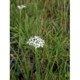 Allium tuberosum - Schnittknoblauch, 6 Pflanzen im 5/6 cm Topf