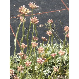 Antennaria dioica - Katzenpfötchen, 6 Pflanzen im 5/6 cm Topf