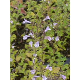 Calamintha nepeta - Bergminze, 6 Pflanzen im 5/6 cm Topf