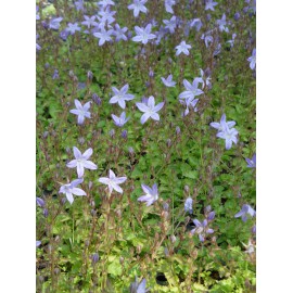 Campanula poscharskyana - Hängepolster-Glockenblume, 6 Pflanzen im 5/6 cm Topf