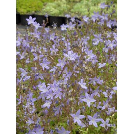 Campanula poscharskyana - Hängepolster-Glockenblume, 6 Pflanzen im 5/6 cm Topf