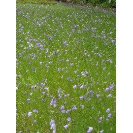 Campanula rotundifolia - Rundblättrige Glockenblume, 6 Pflanzen im 5/6 cm Topf
