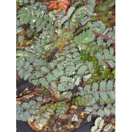 Sanguisorba minor - Kleiner Wiesenknopf, 6 Pflanzen im 5/6 cm Topf