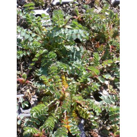 Sanguisorba minor - Kleiner Wiesenknopf, 6 Pflanzen im 5/6 cm Topf