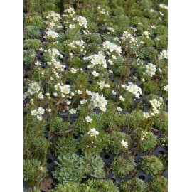 Saxifraga paniculata - Rispen-Steinbrech, 6 Pflanzen im 5/6 cm Topf