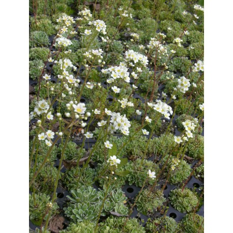 Saxifraga paniculata - Rispen-Steinbrech, 6 Pflanzen im 5/6 cm Topf