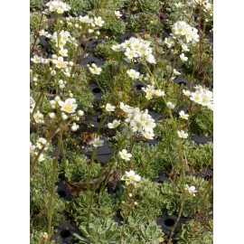 Saxifraga paniculata - Rispen-Steinbrech, 6 Pflanzen im 5/6 cm Topf