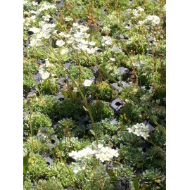 Saxifraga paniculata - Rispen-Steinbrech, 6 Pflanzen im 5/6 cm Topf