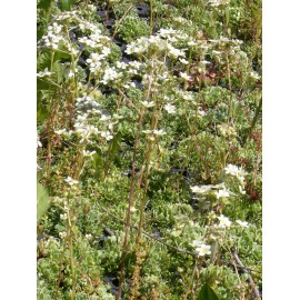 Saxifraga paniculata - Rispen-Steinbrech, 6 Pflanzen im 5/6 cm Topf