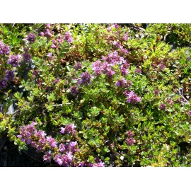 Thymus serpyllum Magic Carpet - Garten-Thymian, 6 Pflanzen im 5/6 cm Topf