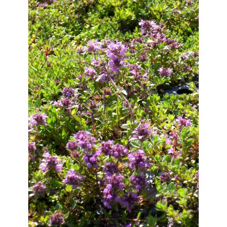 Thymus serpyllum Magic Carpet - Garten-Thymian, 6 Pflanzen im 5/6 cm Topf