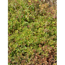 Thymus pulegioides - Arznei-Thymian, 6 Pflanzen im 5/6 cm Topf