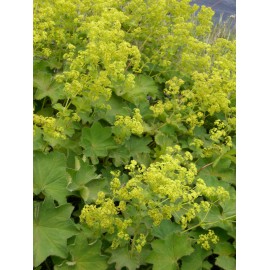 Alchemilla mollis- Frauenmantel, 50 Pflanzen im 5/6 cm Topf