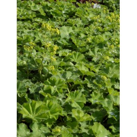 Alchemilla mollis- Frauenmantel, 50 Pflanzen im 5/6 cm Topf