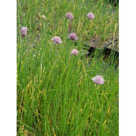 Allium schoenoprasum - Schnittlauch, 50 Pflanzen im 5/6 cm Topf